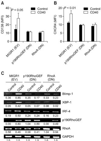 Figure  5.  Effects of the overexpressed DN forms of p190RhoGEF or  RhoA on the expression of CD138, CXCR4, and transcriptional  regu-lators after CD40 stimulation