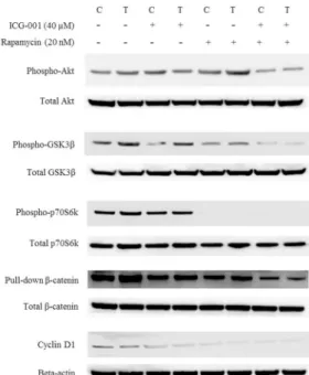 Fig 6. Alteration of PI3K/Akt/mTOR and β-catenin pathway- related proteins after treatment with ICG- ICG-001 and rapamycin.