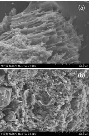 Fig. 6 SEM micrographs of the sludge char: (a) MW  gasification, (b) EF gasification 브에너지가 슬러지 내부 열수용체로 흡수되어 전체  체적에 대한 가열(volumetric heating)이 이루어지므로  외부의 표면온도는 높지 않다