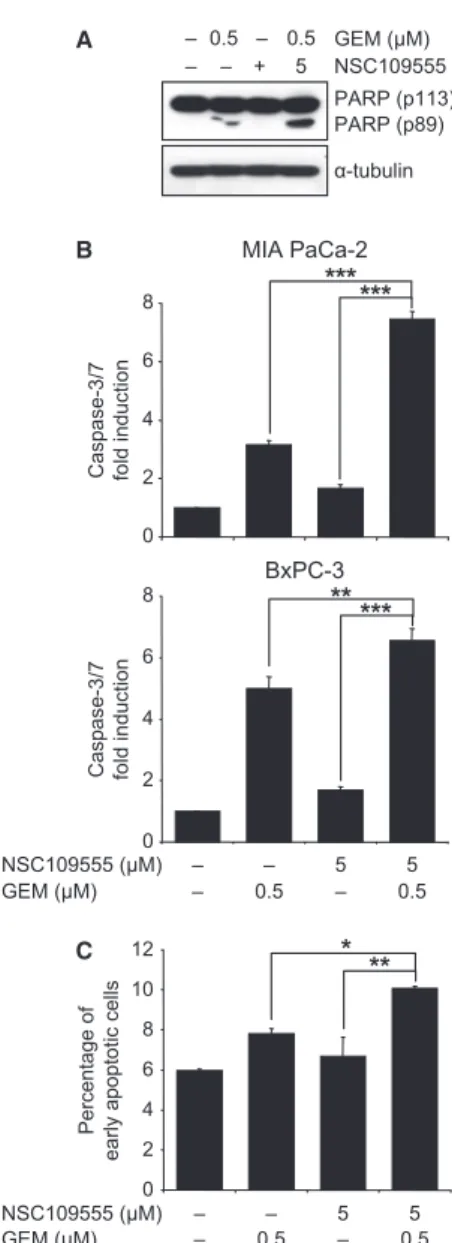 Fig. 3 NSC109555 decreases gemcitabine (GEM)-induced CHK2 phos- phos-phorylation. Western blot analysis was performed with indicated  anti-bodies in cell lysates from (A) MIA PaCa-2 cells treated with 0.5 lM GEM for indicated times and (B) MIA PaCa-2 cells
