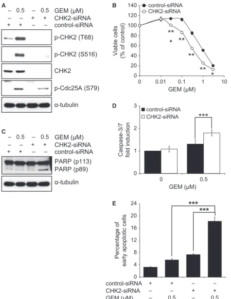 Fig. 5 Knockdown of CHK2 enhances gemcitabine (GEM)-induced apoptotic cell death. (A) MIA PaCa-2 cells were transfected with either CHK2- CHK2-siRNA or control-CHK2-siRNA for 48 hrs and further treated with 0.5 lM GEM for 48 hrs