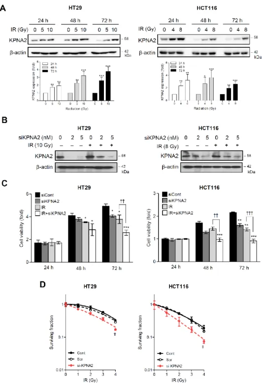 Figure 1. Inhibition of radiation-induced KPNA2 expression increases the radiosensitivity of human 