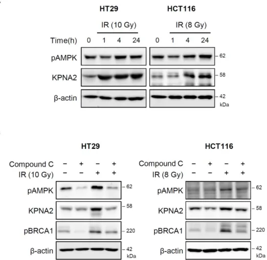 Figure 4. Radiation-induced AMPK regulates KPNA2. (A) The expression of pAMPK and KPNA2 in 