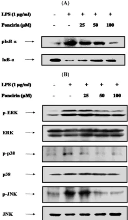 Fig. 6. The Effects of Poncirin on the LPS-Induced Phosphorylations of Ik B-a (A) and MAP Kinase (B)