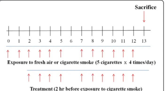 Figure 2 Experimental design of subacute cigarette smoke- smoke-induced lung inflammation mouse model
