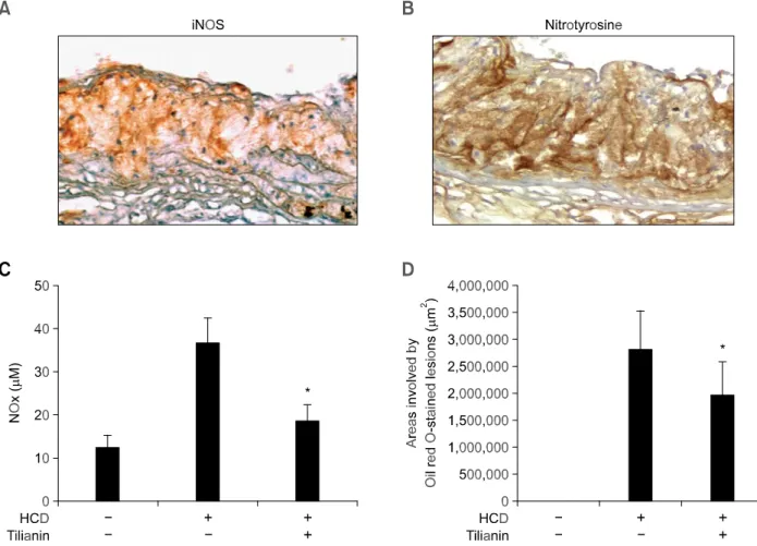 Figure 1. Localization of proatherogenic molecules in atherosclerotic lesions. iNOS (A, × 200) and nitrotyrosine (B, × 200) were detected by  immunohistochemistry