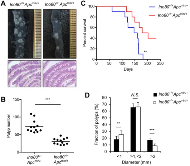 Figure  1:  Ino80  haploinsufficiency  inhibits  intestinal  tumorigenesis  in  Apc min/+   mice