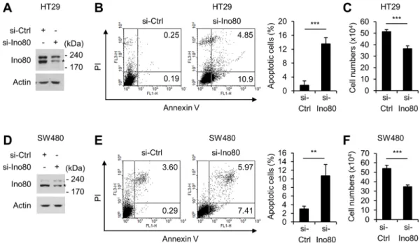 Figure 3: Ino80 knockdown increases apoptosis in human colon cancer cells.  (A) Immunoblot analysis of Ino80 expression in  HT29 cells following a 72-h transfection with control or Ino80-specific siRNAs