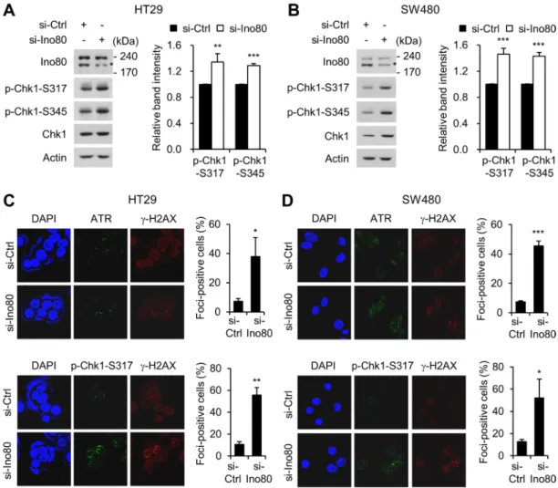 Figure 5: Ino80 knockdown activates ATR-Chk1 signaling in human colon cancer cells.  (A) HT29 cells were transfected  with non-specific or Ino80-specific siRNAs, and whole-cell lysates were analyzed using immunoblotting with the indicated antibodies