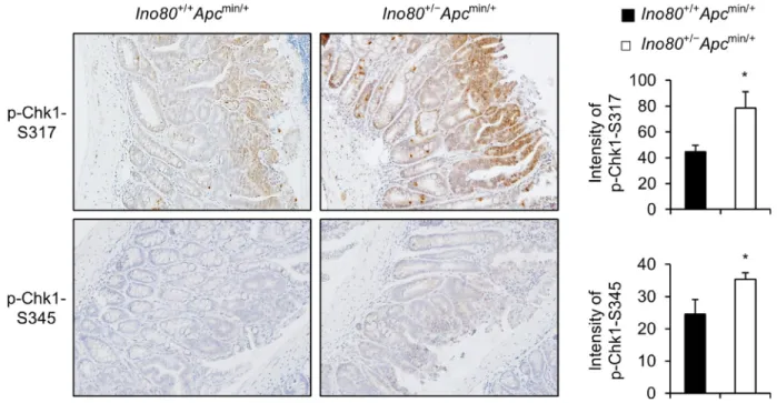 Figure 6: Ino80 haploinsufficiency activates Chk1 in intestinal tumors in Apc min/+  mice