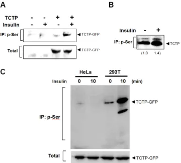 Figure 2. Insulin-induces phosphorylation of both endogenous and exogenous TCTP.   (A) After transfection, the 293T cells to overexpress pEGFP-N1-TCTP construct, insulin was  treated at a concentration of 100 nM