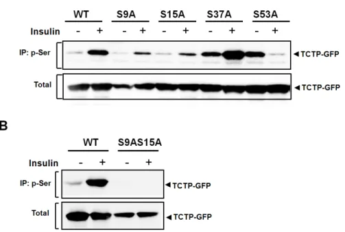 Figure 4. TCTP phosphorylation by insulin occurs only at Ser-9 and -15 residues.   (A) To locate the potential phosphorylation residues of TCTP when insulin stimulates its  phosphorylation, several Ser to Ala point mutants were designed and constructed