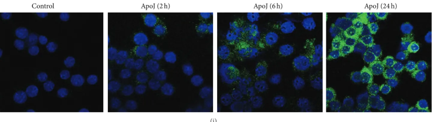 Figure 1: Apoptotic cells induce COX-2 expression by RAW 264.7 cells. RAW 264.7 cells were stimulated by UV-exposed apoptotic (ApoJ) or viable (ViaJ) cells of Jurkat T cells (a, b, f, g, i); UV-exposed (ApoN) or aged apoptotic (AgeN) or viable cells of neu