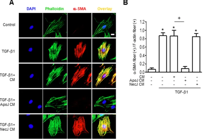 Figure 2: Conditioned medium from RAW 264.7 cells exposed to apoptotic cells suppresses TGF-β1 promotion of α-SMA  stress fibers
