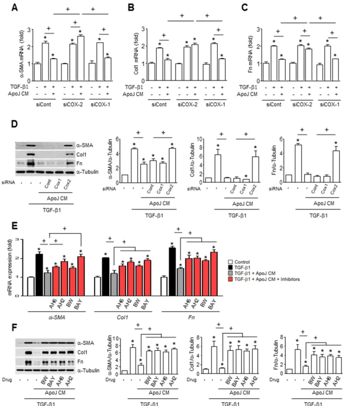 Figure  4:  COX-2-derived  PGE 2  and PGD 2   inhibit  myofibroblast  phenotype  markers  in  MLg  cells  in  conditioned  medium