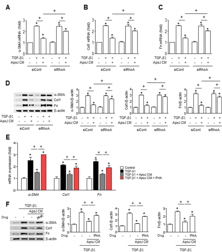 Figure 5: RhoA-dependent HGF secretion mediates the inhibition of myofibroblast phenotype markers in MLg cells  by the conditioned medium