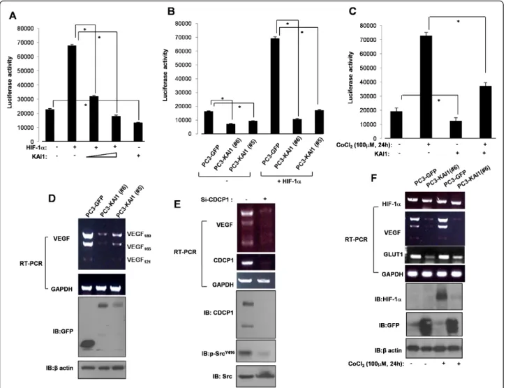 Figure 5 KAI1 decreases VEGF expression. (A) PC3 cells were cotransfected with a VEGF promoter (2.2 kb)-luciferase reporter plasmid and HIF- HIF-1 a and GFP-KAI1 expression plasmids