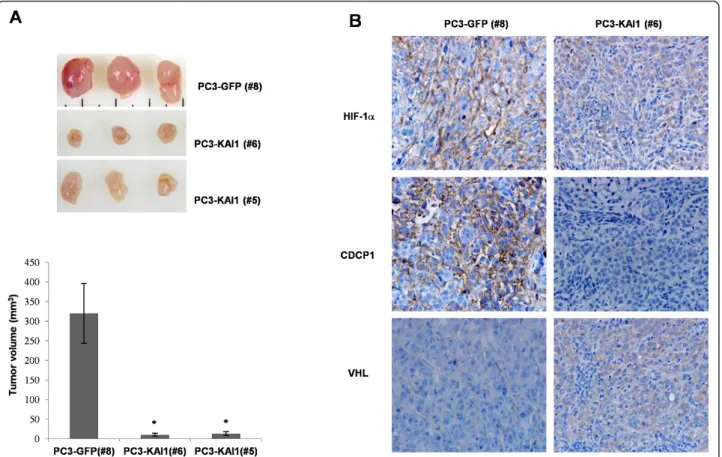 Figure 6 KAI1 inhibits HIF-1 a and CDCP1 expression and VEGF secretion in tumor xenografts