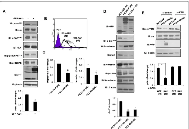Figure 1 Phosphorylation of Src at Tyr416 is inhibited by KAI1. (A) After transient transfection of KAI1 in PC3 prostate cancer cells, phospho-Src Y416 , phospho-FAK Y397 , and phospho-p130Cas Y410 protein levels were measured by immunoblotting