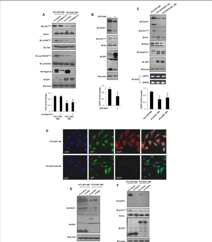 Figure 2 KAI1-mediated negative regulation of CDCP1 inhibits Src. (A) Vector-transfected cells (PC3-GFP #8) and KAI1-expressing PC3 clones (PC3-KAI1 #6) were transiently transfected with siRNA against integrin b1