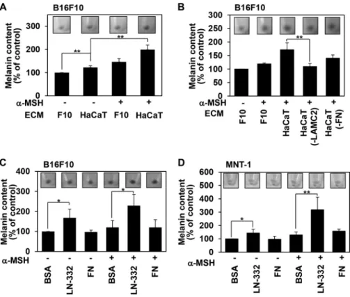 FIGURE 3. Laminin-332 affects neither the expression nor the activation