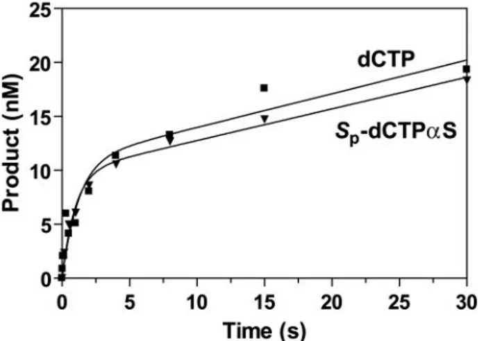 FIGURE 4. Phosphorothioate analysis of pre-steady-state kinetics of dCTP incorporation opposite N 2 -BPG by human REV1