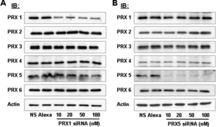 FIGURE 4. PRX 1 and PRX 5 siRNAs specifically reduce PRX 1 and PRX 5