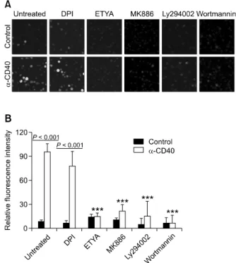 Figure 1.  ROS production after CD40 ligation in Raji human B cells. (A)  The cells (1 × 10 6 ) that were incubated with 20 μM DCFDA for 15 min 