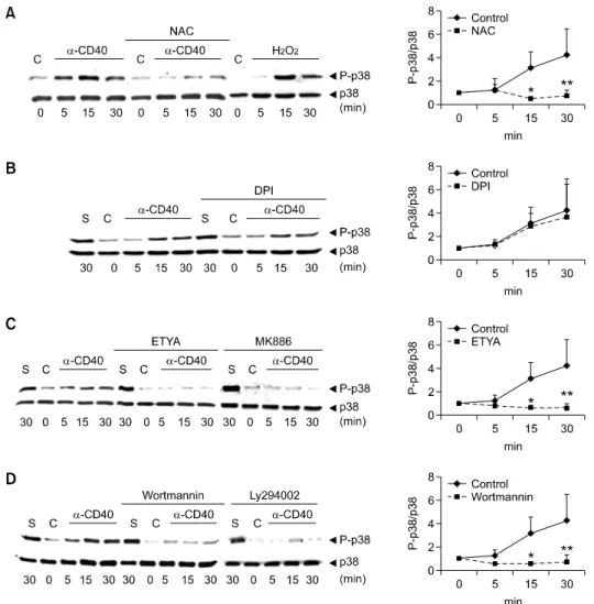 Figure  2.  Correlation of ROS production and p38 MAPK activation after CD40 ligation