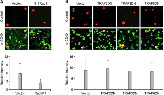 Figure 3.  Effects of N17Rac1, DNTRAF 2, 3, or 6 on CD40-induced ROS production. The cells were transiently 