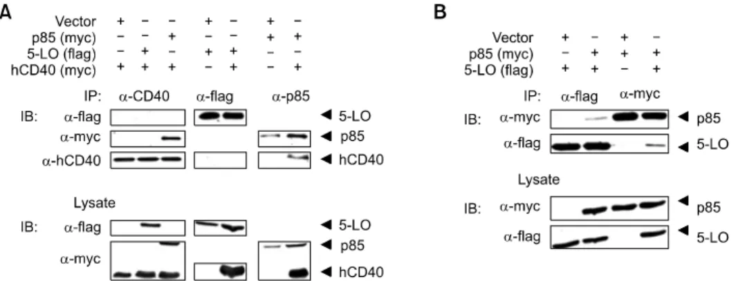 Figure 4.  Molecular associations in CD40 signaling complexes involved in ROS production