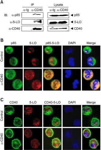 Figure 5.  Recruitment of 5-LO to the CD40 receptor complex through as-