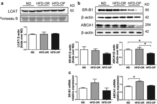Figure 5.  Expression of HDL-related genes in ND and HFD mice. (a) Representative western blot analysis  and quantification of the expression of LCAT in mouse plasma (ND, n =  5; HFD-OP, n =  5;  HFD-OR,  n =  5)