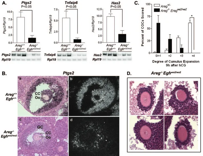 FIG. 4. Defective cumulus expansion in Areg ⫺/⫺ Egfr wa2/wa2 mice. (A) Semiquantitative RT-PCR results show significantly decreased expression levels for Ptgs2, Tnfaip6, and Has2 in COCs from Areg ⫺/⫺ Egfr wa2/wa2 mouse ovaries 3 h after hCG compared to wi