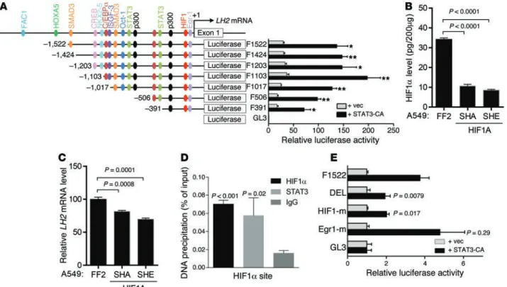 Figure 6. STAT3-induced LH2 expression is HIF-1 dependent. (A) LH2 gene promoter fragments created by PCR contain the predicted transcription factor 