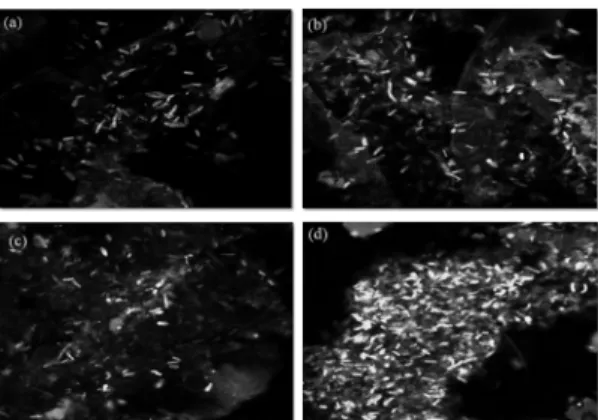 Fig. 4 Results of FISH images at R1 (a) seeding, (b)  switchover from batch to continuous operation, (c) switchover  after 12hr, and (d) switchover after 204hr