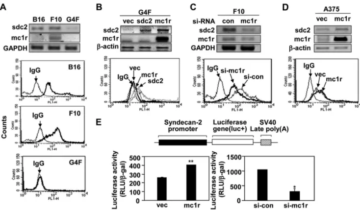 FIGURE 4. MC1R-mediated cell migration is dependent on syndecan-2 expression. A, B16G4F cells were transfected with indicated siRNA or cDNA