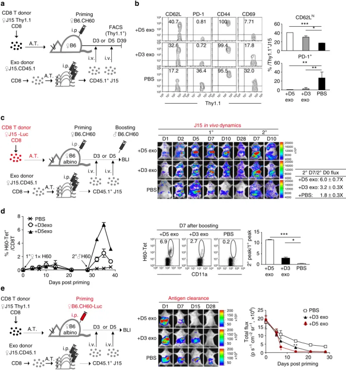 Figure 9 | Memory generation under helper-deﬁcient conditions by supplementation with helper-deﬁcient CD8 þ T cells at the effector stage