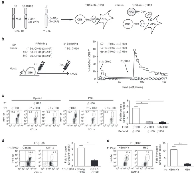 Figure 1 | Impairment of memory expansion of H60-speciﬁc CD8 þ T cells activated in the absence of CD4 þ T-cell help