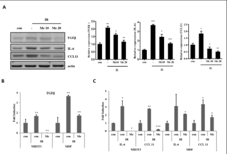 Fig. 3. Metformin reduced irradiation- irradiation-induced cytokines and chemokine  expression in vitro