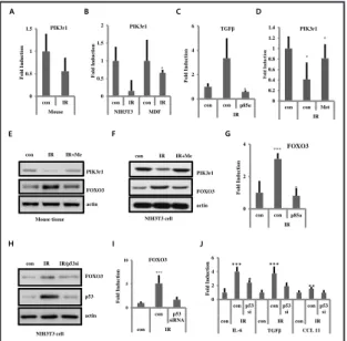 Fig. 6. FOXO3 expression was regulated by PIK3r1  and p53. A, B) mRNA expression of PIK3r1 using  quantitative real-time RT-PCR that were irradiated  on skin tissue of mice (A), NIH3T3 and MDF cells  (B)