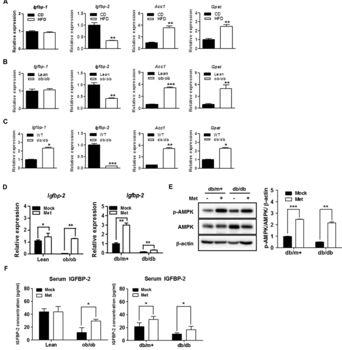 Figure 2.  Hepatic Igfbp-2 gene expression in HFD, ob/ob, and db/db mice and the effects of in vivo  treatment with metformin on liver tissue IGFBP-2 expression in ob/ob and db/db mice