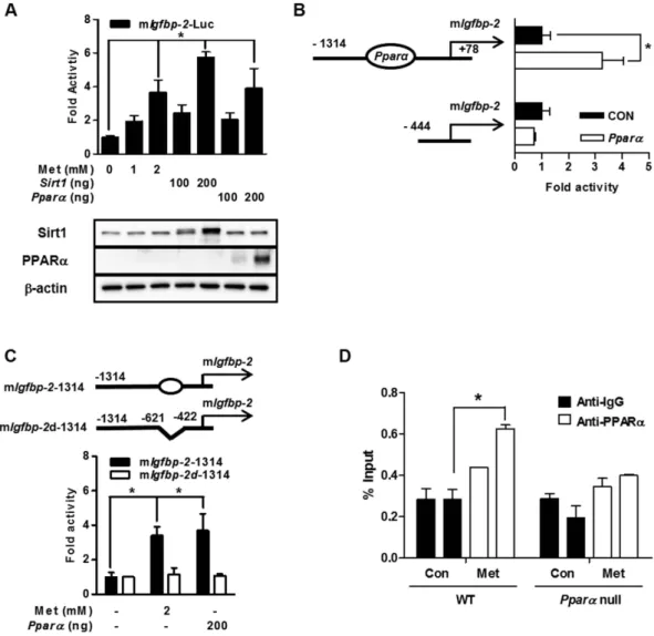 Figure 5.  Metformin regulates PPARα-mediated Igfbp-2 gene expression. (A) Effect of the Pparα  on mouse 