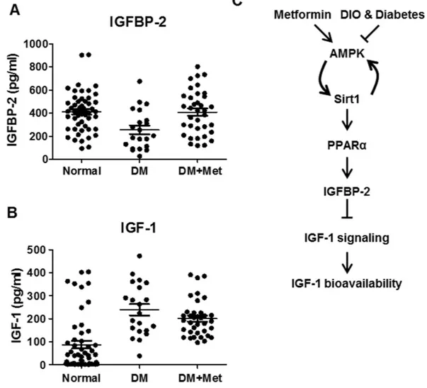 Figure 7.  Metformin improves IGF-1 bioavailability in diabetic patients. Serum IGFBP-2 (A) and IGF-1 