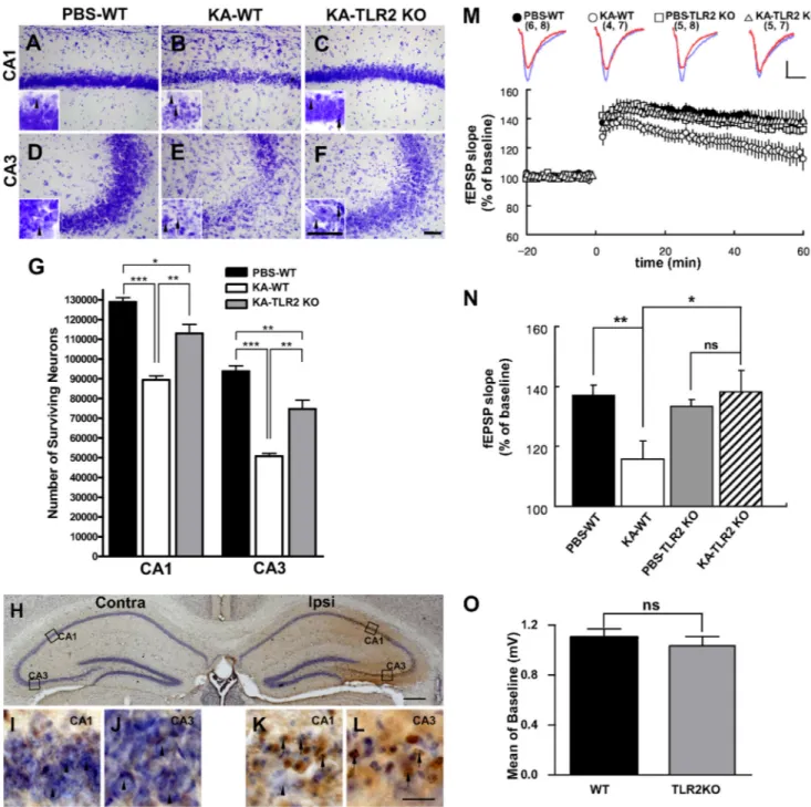 FIGURE 2. KA-induced hippocampal neuronal cell death is decreased in TLR2 KO mice. A–G, WT (A, B, D, E) and TLR2 KO (C, F) mice were i.c.v
