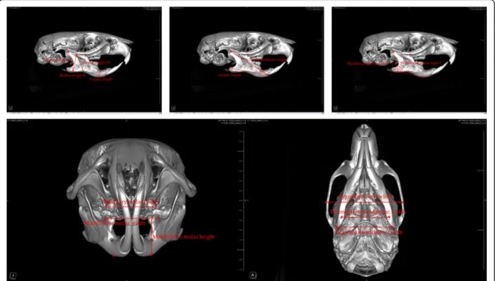 Fig. 2 Anthropometric measurement of the rat maxillofacial bone on micro-computed tomography images