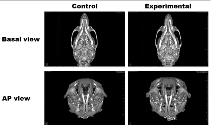Fig. 3 Micro-computed tomography of rats. Basal view and anteroposterior view are shown for the control group (saline-injected) and the experimental group (BTX-A-injected)