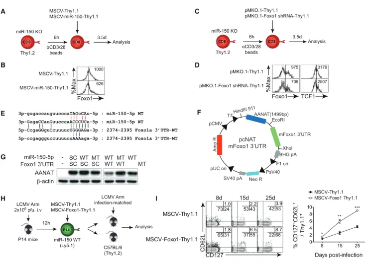Figure 7. miR-150 Represses Foxo1 Protein Expression by Binding to the 3 0 UTR of Foxo1a, which Controls CD8 + T Cell Differentiation