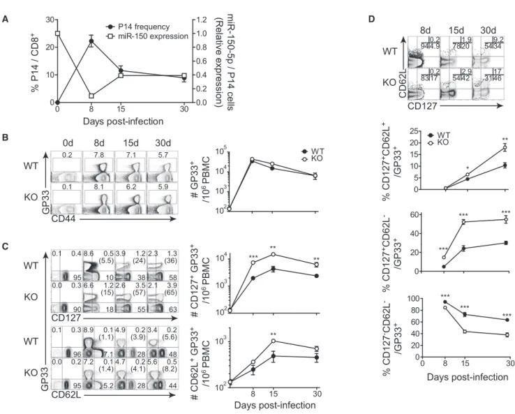 Figure 1. miR-150 Deficiency Accelerates the Differentiation of Antigen-Specific CD8 + T Cells into Memory Cells after Acute Virus Infection