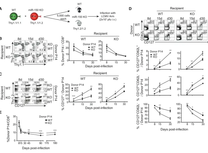 Figure 3. miR-150 Intrinsically Controls Memory CD8 + T Cell Differentiation